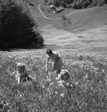 Woman and girls picking wild Montreux narcissus in Les Avants, um 1955.