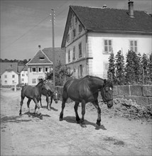 Horses in Chevenez, Berner Jura, around 1950.