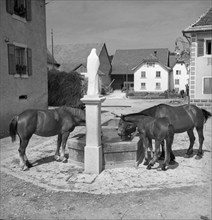 Horses in Chevenez, Berner Jura, around 1950.