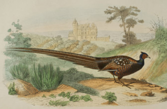 Pheasant. Drawing by Edouard Travies. Handcoloured engraving by Fournier. Chromolithography. ""Los