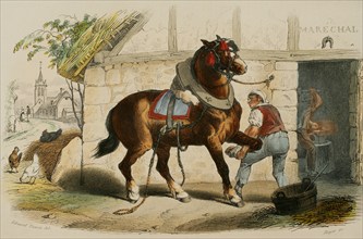 The draft horse. Drawing by Edouard Travies. Handcoloured engraving by Beyer. Chromolithography.