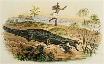 Nile crocodile attacking a child. Drawing by Edouard Travies. Handcoloured engraving by Beyer.