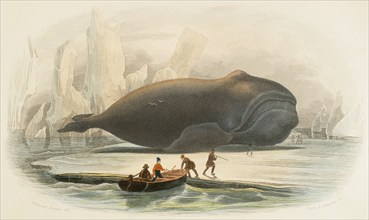 The whale. Drawing by Edouard Travies. Handcoloured engraving by Beyer and Manceau.