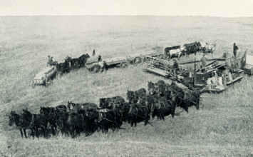 This 1899 photo showing harvesting in North Dakota.