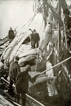 This photograph from the early 1900s shows Whaling in Baffin Bay. The whalers are taking the