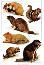 Shown here are various types of rodents. From left to right, top to bottom, they are:  European