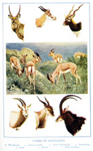 This 1917 illustration shows various types of Antelopes. They are from left to right, top to