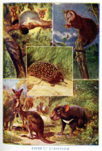 This 1917 illustration shows: Types of Marsupials. They are from top to bottom, left to right: