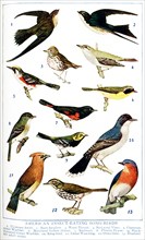 This 1917 illustration shows: American Insect-Eating Songbirds. 1. Chimney Swift, 2. Barn Swallow,