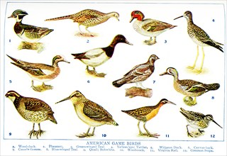 This 1917 illustration shows American Game Birds. 1. Wood-duck, 2. Pheasant, 3. Green-winged teal,