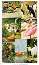 This 1917 illustration shows Types of water Birds. They are from top to bottom, left to right: