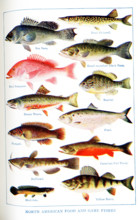 This 1917 illustration shows North American Food and Game Fishes. Left column, top to Bottom: Sea