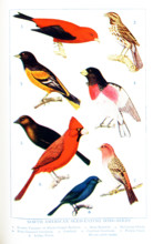 This 1917 illustration shows: North American Seed-eating Song-birds. 1. Scarlet Tanager or