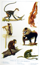 This 1917 illustration shows: Types of Apes and Monkeys They are from left to right, top to bottom: