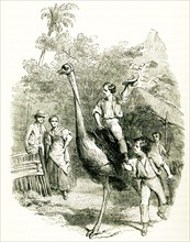 Swiss Family Robinson. The caption reads: “Riding an Ostrich.” The Swiss Family Robinson