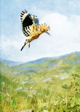 The caption for this 1917 image reads: “Hoopoe flying. This photograph displays the crest fully