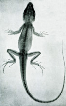 The caption for this 1917 image reads: “Rontgen ray photograph of ocellated lizard. The remarkable