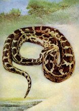 West African Python This splendid snake is said to grow to lengths of over 20 feet although such