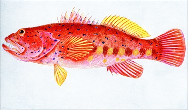 The caption for this 1917 image reads: “Western Australian Scarlet Rock Cod. A member of the