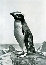 Rock Hopper Penguijn - The name rock-hopper is given in allusion to habit of hopping over boulders