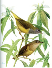 The 1917 caption reads: Connecticut Warbler Oporornis agilis (Wilson). An Adult is to the left and