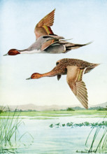 The 1917 caption reads: Pintail Dafila acuta (Linnaeus). The top is a male pintail duck; the bottom