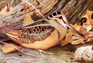 This 1917 illustration shows the following by Louis Agassiz Fuertes: American woodcock Philohela