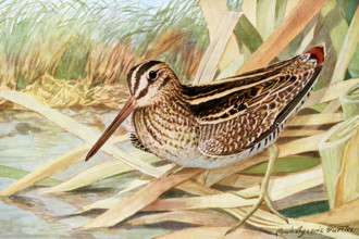 This 1917 illustration shows the following by Louis Agassiz Fuertes: Wilson's Snipe Gallinago