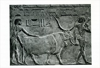 This carved relief shows a farmer bringing in a steer. It is from  the Old Kingdom tomb of Princess