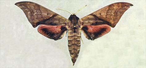 Specimens of Butterflies