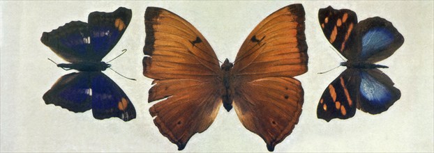 Specimens of Butterflies