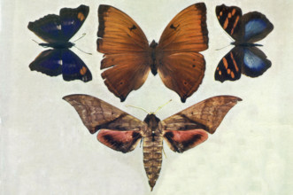 Specimens of Butterflies