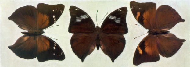 Specimens of Butterflies