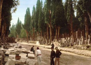 Cypresses And Road