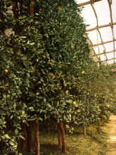 A Lemon Tree