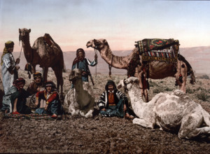 Camels stopping in the desert, Holy Land, West Bank, circa 1895, Historical, digitally restored