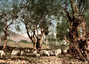 Shepherd herding sheep in an olive grove, Menton on the Riviera, France, around 1895, Historical,