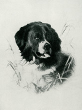 This image shows a painting of a dog by Sir Edwin Henry Landseer. Landseer was an English painter