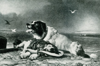 The 1903 caption reads"" Saved - from a painting by Landseer 1802-1873."" Landseer was an English