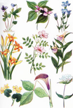 The illustration shown here dates to 1922. Pictured here are North American Wildflowers: from left