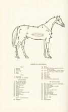 Points of the Horse. Head: 1. muzzle, 2. nostril, 3. forehead, 4. jaw, 5. poll; Neck: 6.6. crest, 7