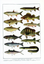 American Fresh and Salt Water Fish. 1. Muskellunge, 2. Tarpon, 3. Yellow perch, 4. Striped bass, 5.