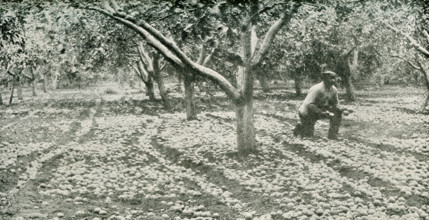 This photo dates to the early 1920s. Its caption reads:  Apple Orchard, North Yakima, Washington.