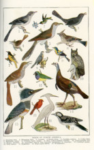 The birds shown here in the early 1920s illustration are all birds of North America. They are, from