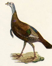 The bird shown here in the early 1920s illustration is the wild turkey off North America.