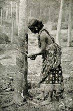 The caption for this 1912 image reads: Drawing milk from a tree to make rubber. Here we see a