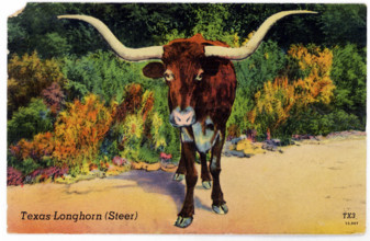 This 1930s postcard shows a Texas Longhorn, a steer. This breed is especially known for its horns,