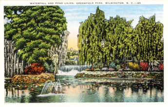 Waterfall and Pond Lilies, Greenfield Park, Wilmington North Carolina; This is one of many