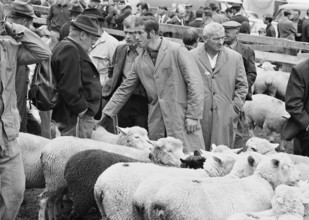Separation of the sheep in autumn in Riffenmatt, 1970.