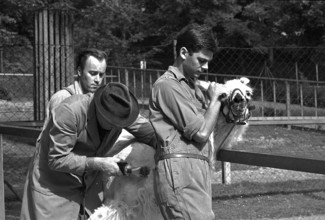Zoo Zurich; animal keeper cropping lama; 1967.
